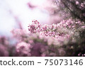 紫色小花包裹著光 75073146