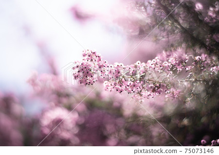 紫色小花包裹著光 75073146