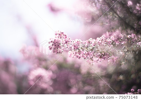 紫色小花包裹著光 紫色小花包裹著光 75073148