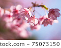 櫻花在早春 75073150