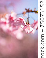 櫻花在早春 75073152