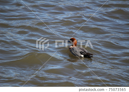 Wigeon swimming in the river in winter 75073565