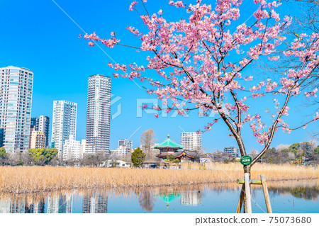 日本的春天上野公園筱oba池和櫻川和 75073680