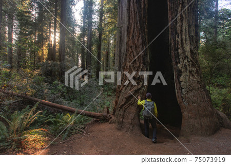 The Hiker Standing at A Huge Tree in Lady Bird Johnson Grove Oregon The Hiker Standing at A Huge Tree in Lady Bird Johnson Grove Oregon 75073919