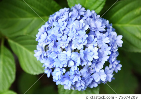 繡球花Temari Temari 75074209