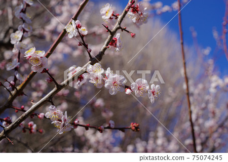 A pale pink plum blossom that blooms in the sunlight a-1 A pale pink plum blossom that blooms in the sunlight a-1 75074245