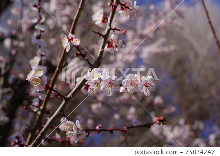 在陽光下綻放的淺粉紅色梅花b-1 75074247