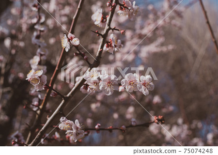 淺粉色梅花，在陽光下綻放b-2電影風格 75074248