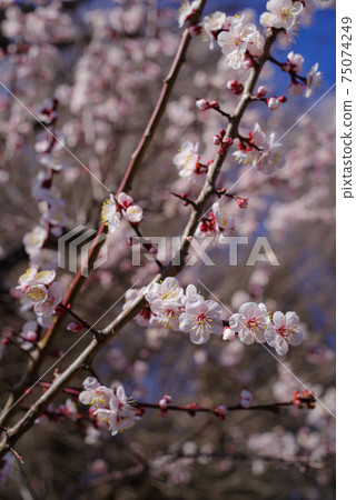 在陽光下綻放的淺粉紅色梅花c-1 在陽光下綻放的淺粉紅色梅花c-1 75074249
