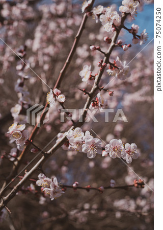 淺粉色李子花，在陽光下綻放c-2膠捲風格 75074250