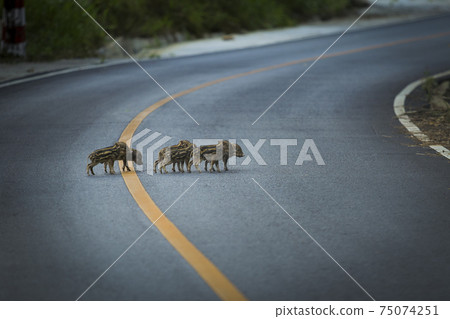group of little wild boar on asphalt road at khao yai national park thailand 75074251