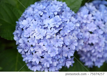 繡球花Temari Temari 75074257