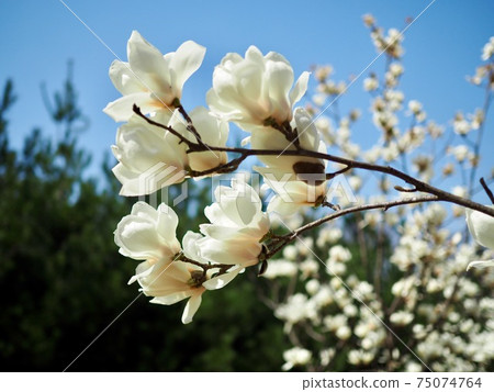 韓國玉蘭風景 韓國玉蘭風景 75074764