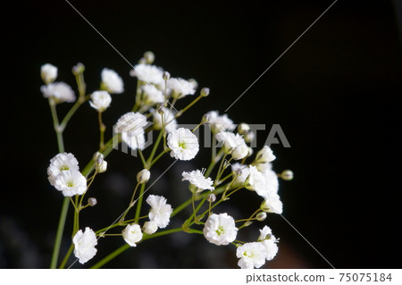 Gypsophila, jet black background 12 75075184