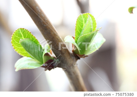 繡球花發芽 75075380