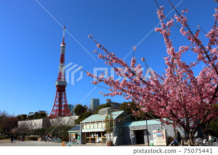 Tokyo Tower seen with Japanese Plum Blossoms, ume, view from Shiba Park in Tokyo 75075441
