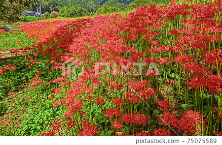 Cluster amaryllis near Katsuragihitoko Shrine in Nara Prefecture Cluster amaryllis near Katsuragihitoko Shrine in Nara Prefecture 75075589