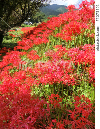 奈良縣葛城吉神社附近的星團孤挺花 奈良縣葛城吉神社附近的星團孤挺花 75075591