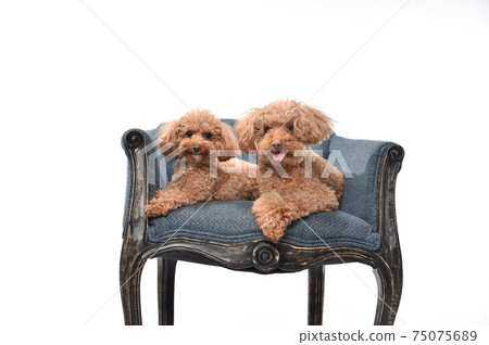 玩具貴賓犬並排坐在椅子上擺姿勢 玩具貴賓犬並排坐在椅子上擺姿勢 75075689