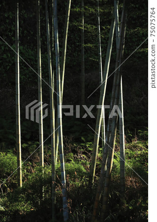 Fantastic bamboo grove Fantastic bamboo grove 75075764