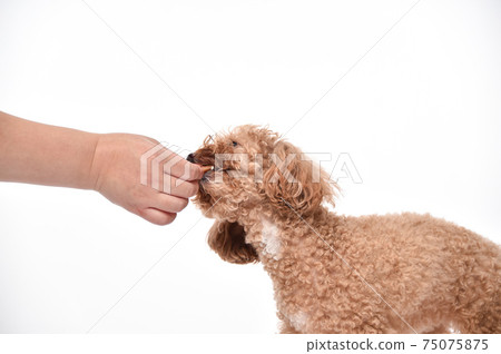玩具貴賓犬從主人那裡獲得零食和米飯 75075875