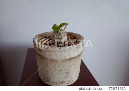 Ebisu Laughter (Pachypodium Brevicaure) Ebisu Laughter (Pachypodium Brevicaure) 75075881