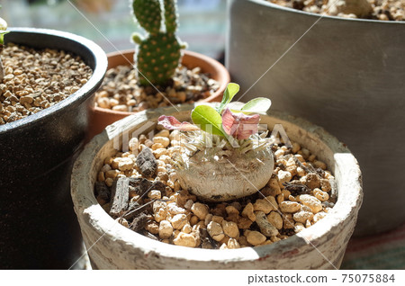 惠比壽笑聲(Pachypodium Brevicaure) 惠比壽笑聲(Pachypodium Brevicaure) 75075884