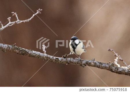 偉大的山雀，用腳和樹枝棲息在其獵物的毛毛蟲中 75075918