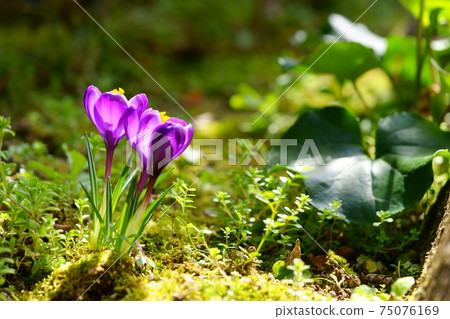 Sprouted crocus 10 Sprouted crocus 10 75076169