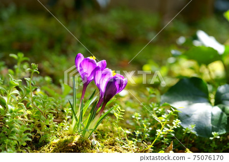 Sprouted crocus 11 Sprouted crocus 11 75076170