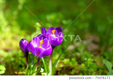 Sprouted crocus 12 Sprouted crocus 12 75076171