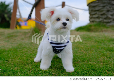 Dog 75076203