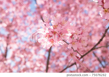 日本橋內襯的櫻花 日本橋內襯的櫻花 75076282