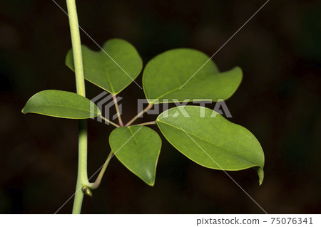 Mube leaf Mube leaf 75076341
