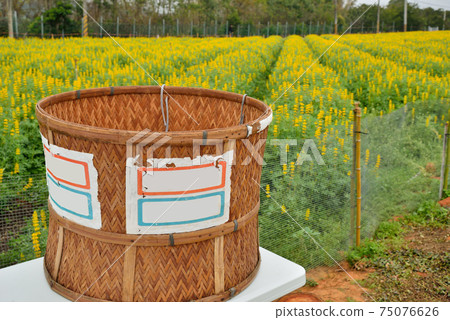 魯冰花 (Lupinus micranthus Guss.)在台灣苗栗縣. 魯冰花 (Lupinus micranthus Guss.)在台灣苗栗縣. 75076626