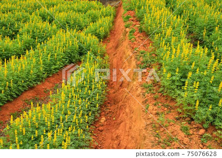 魯冰花 (Lupinus micranthus Guss.)在台灣苗栗縣. 魯冰花 (Lupinus micranthus Guss.)在台灣苗栗縣. 75076628