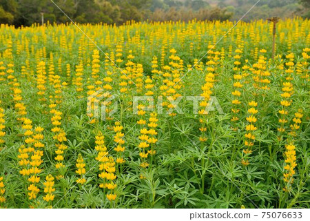Lupinus micranthus Guss. is in Miaoli County, Taiwan. Lupinus micranthus Guss. is in Miaoli County, Taiwan. 75076633