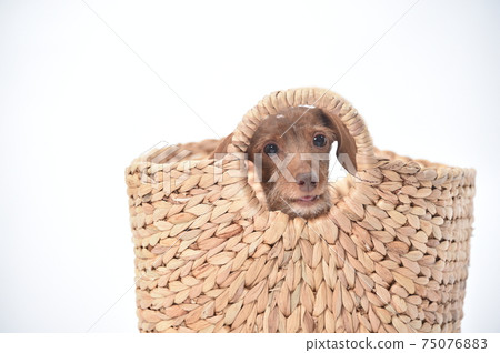 Kanin Hendax Dachshund posing in a basket Kanin Hendax Dachshund posing in a basket 75076883
