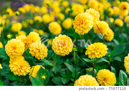 黃絨球大麗花 75077120