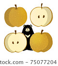 Asiatic black bear and pear 75077204