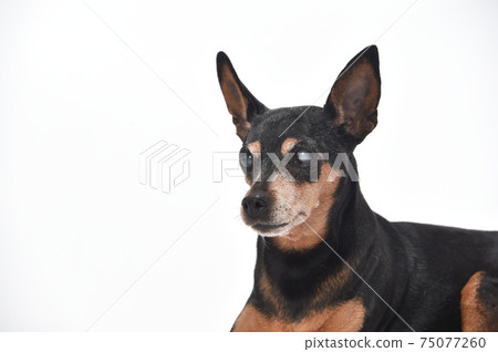 Miniature Pinscher portrait of a senior cataract dog Miniature Pinscher portrait of a senior cataract dog 75077260