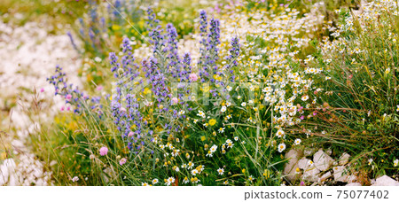 Floral spring background - Echium vulgare and chamomile among field herbs in a field. Floral spring background - Echium vulgare and chamomile among field herbs in a field. 75077402