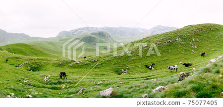 A herd of cows grazes on green hilly meadows in the mountains of Montenegro. Durmitor National Park, Zabljak. The cows are nibbling the grass. A herd of cows grazes on green hilly meadows in the mountains of Montenegro. Durmitor National Park, Zabljak. The cows are nibbling the grass. 75077405