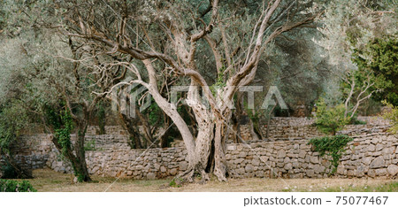 A large olive tree in an olive grove. Multi-storey stone embankments. A large tree with sprawling branches.  75077467