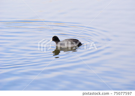 Swim flying 75077597