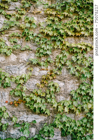 A high stone wall with a curly girlish grape. Vertical gardening. A high stone wall with a curly girlish grape. Vertical gardening. 75078217