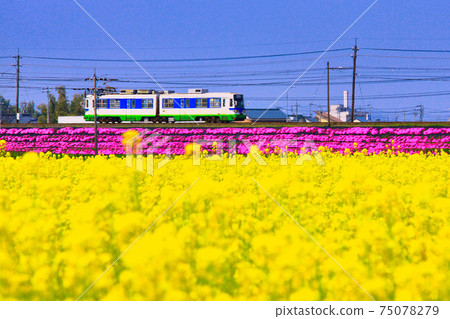 Keifuku火車 Keifuku火車 75078279