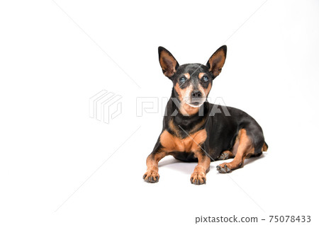 Miniature Pinscher portrait of a senior cataract dog 75078433