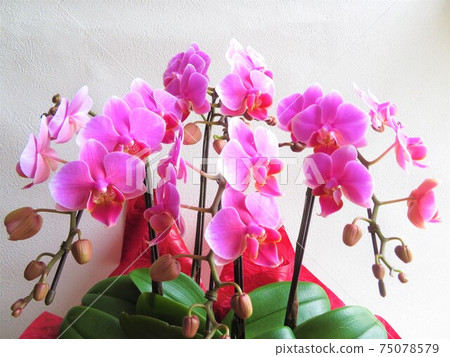 蝴蝶蘭花慶祝 75078579