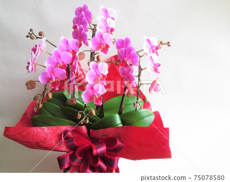 Phalaenopsis orchid for celebration Phalaenopsis orchid for celebration 75078580